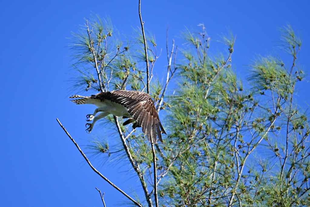 Osprey 1-ii 8-31-24
