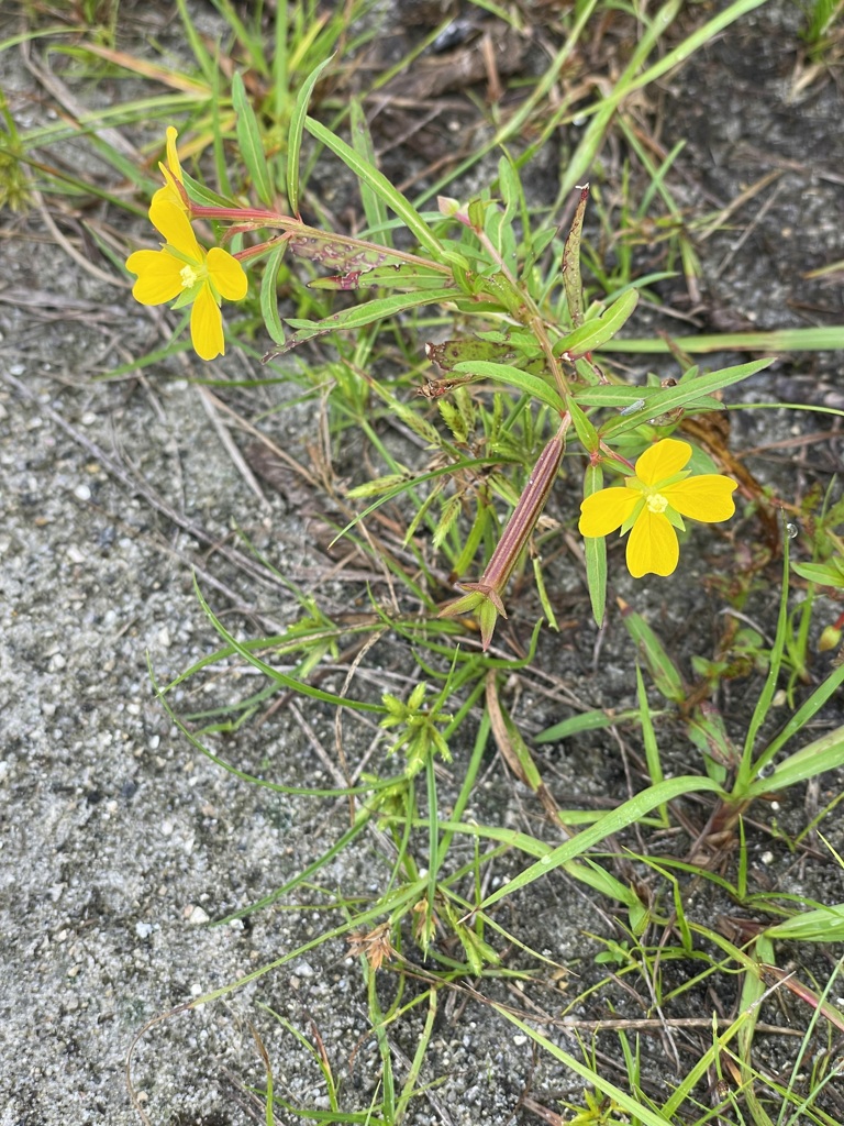 Mexican Primrose-willow II 10-14-23