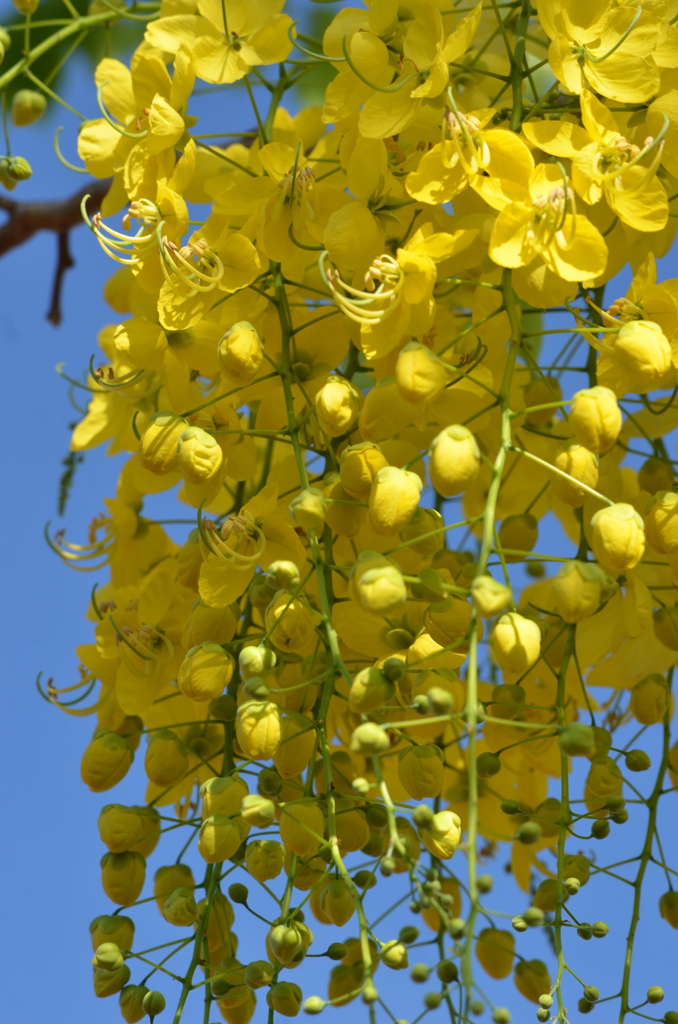 Golden Shower Tree II 6-14-23