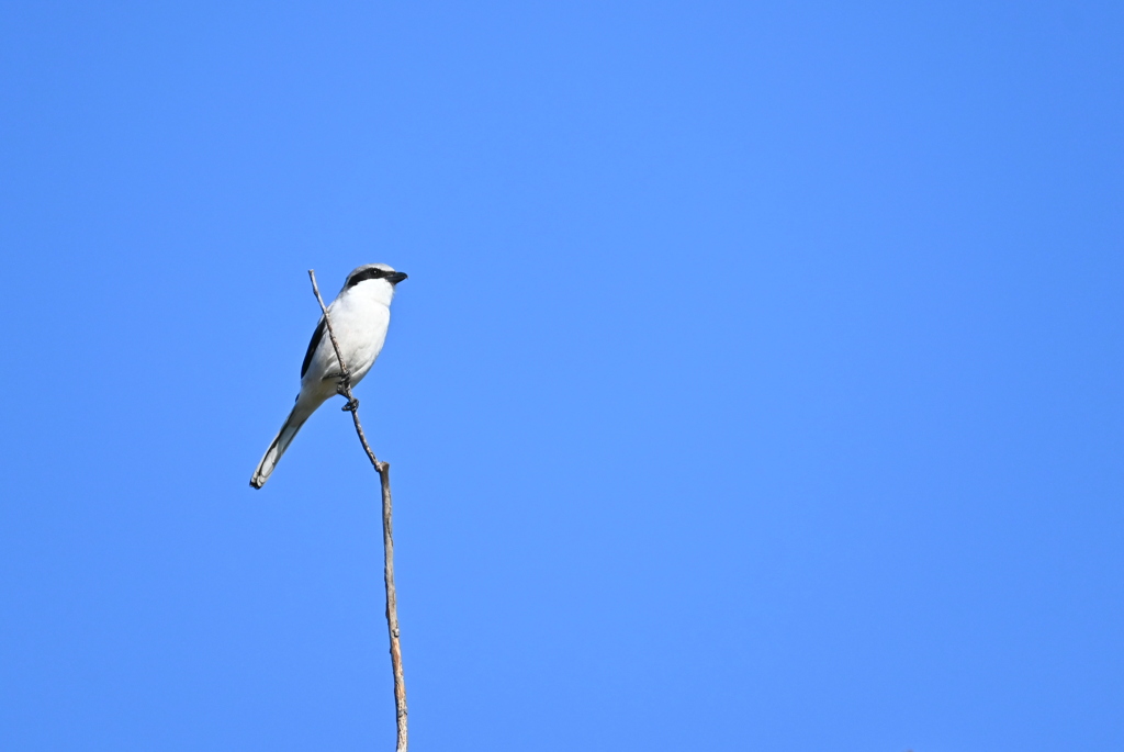 Loggerhead Shrike 11-18-25
