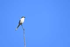 Loggerhead Shrike 11-18-25