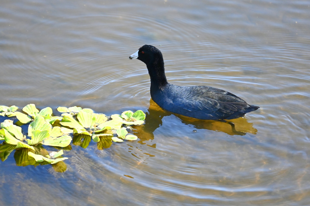 意気揚々　11-18-25