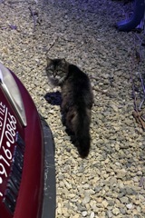 Fishermen's Village Kitty 12-6-25