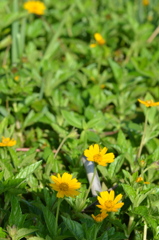 Creeping Oxeye II 6-22-23