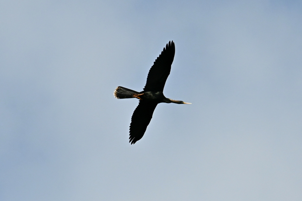 Anhinga Passing 2-4-25