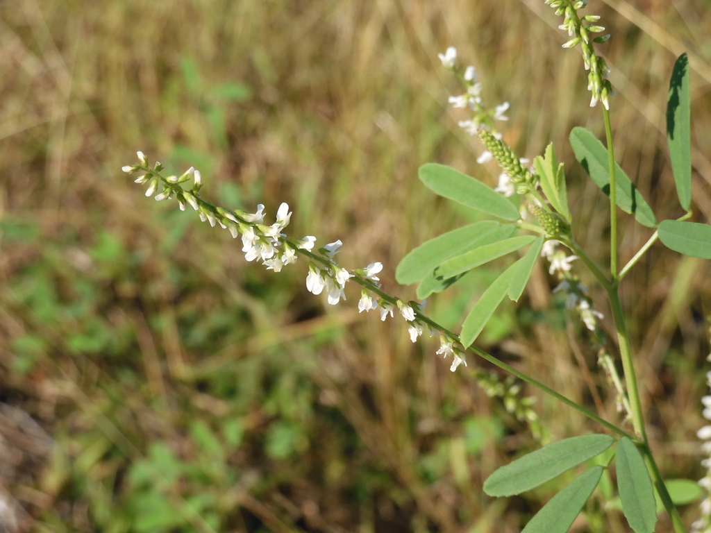 White Sweetclover 11-30-22