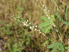 White Sweetclover 11-30-22