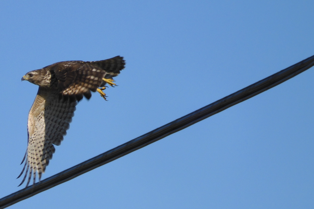 Red Shouldered Hawk 9-9-23