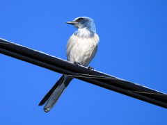 Florida Scrub Jay II 12-28-23