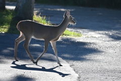 A Boy 10-15-25