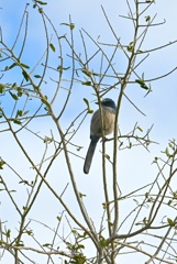 Florida Scrub Jay I 2-4-26