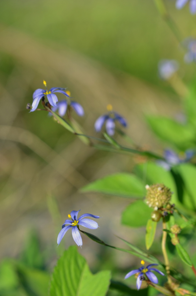 Blue Eyed Grass III 2-9-23