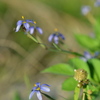 Blue Eyed Grass III 2-9-23