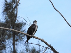 Female Osprey IV 9-24-23