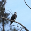 Female Osprey IV 9-24-23
