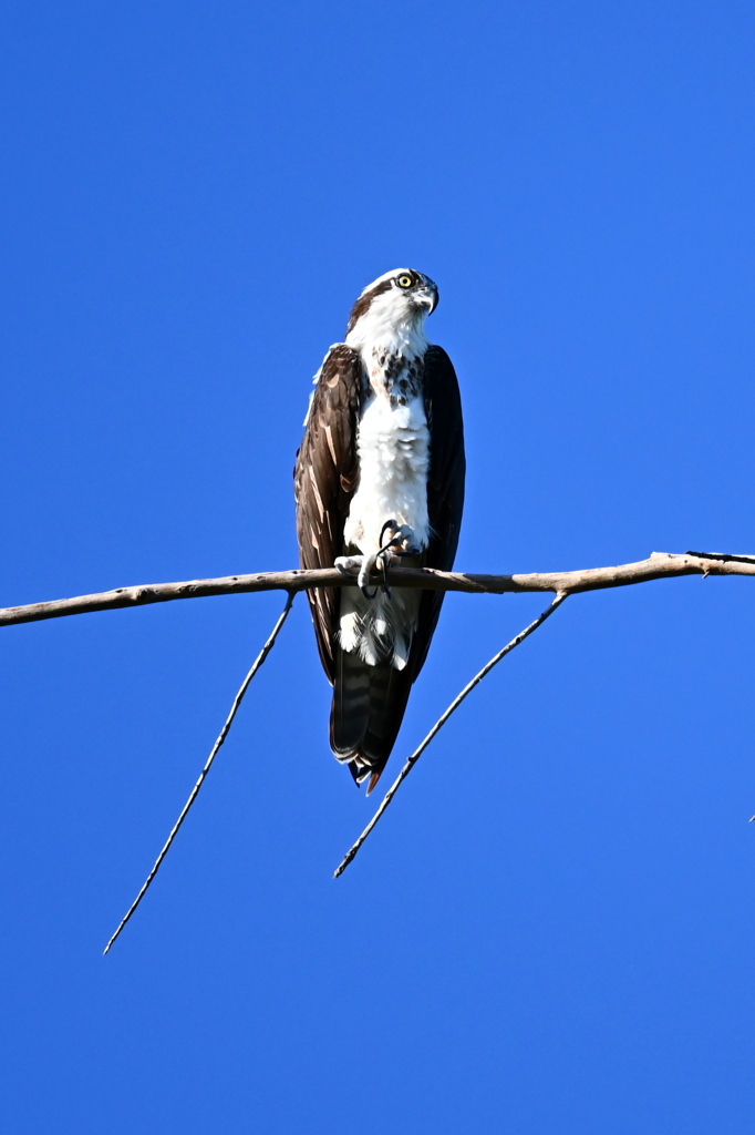 American Osprey 9-24-25