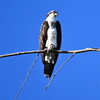 American Osprey 9-24-25