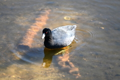 Unique Digits 11-18-25