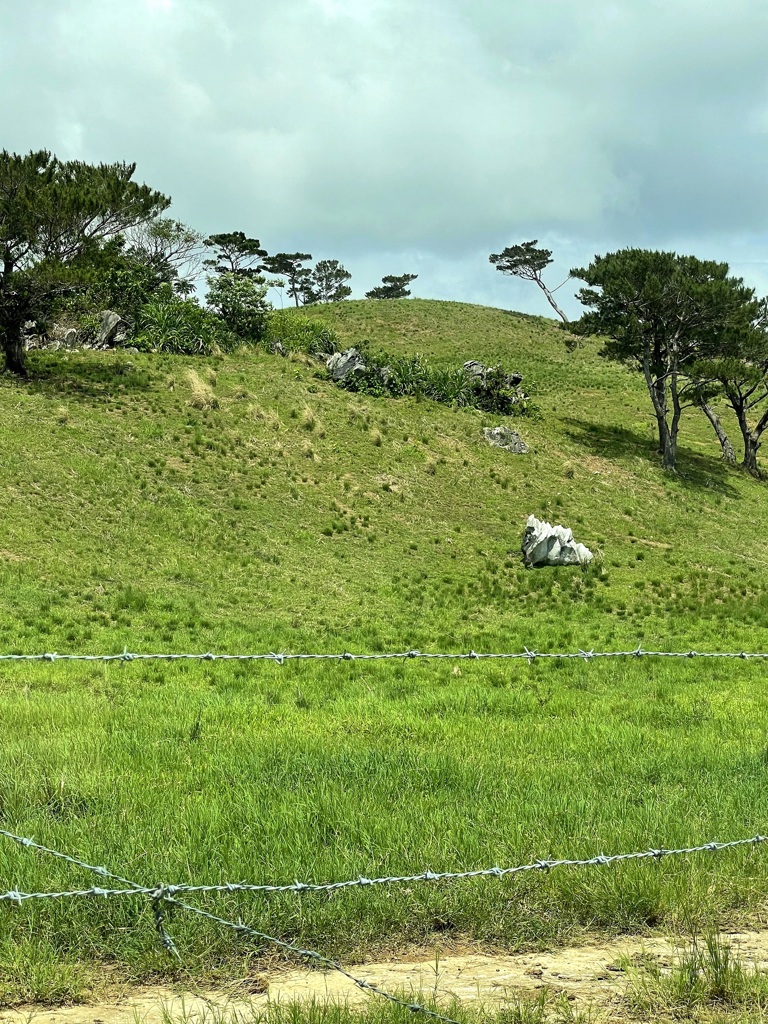 大崎牧場近く　2024-4-22