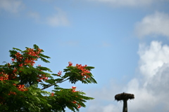 Royal Poinciana and the Osprey Nest 7-17