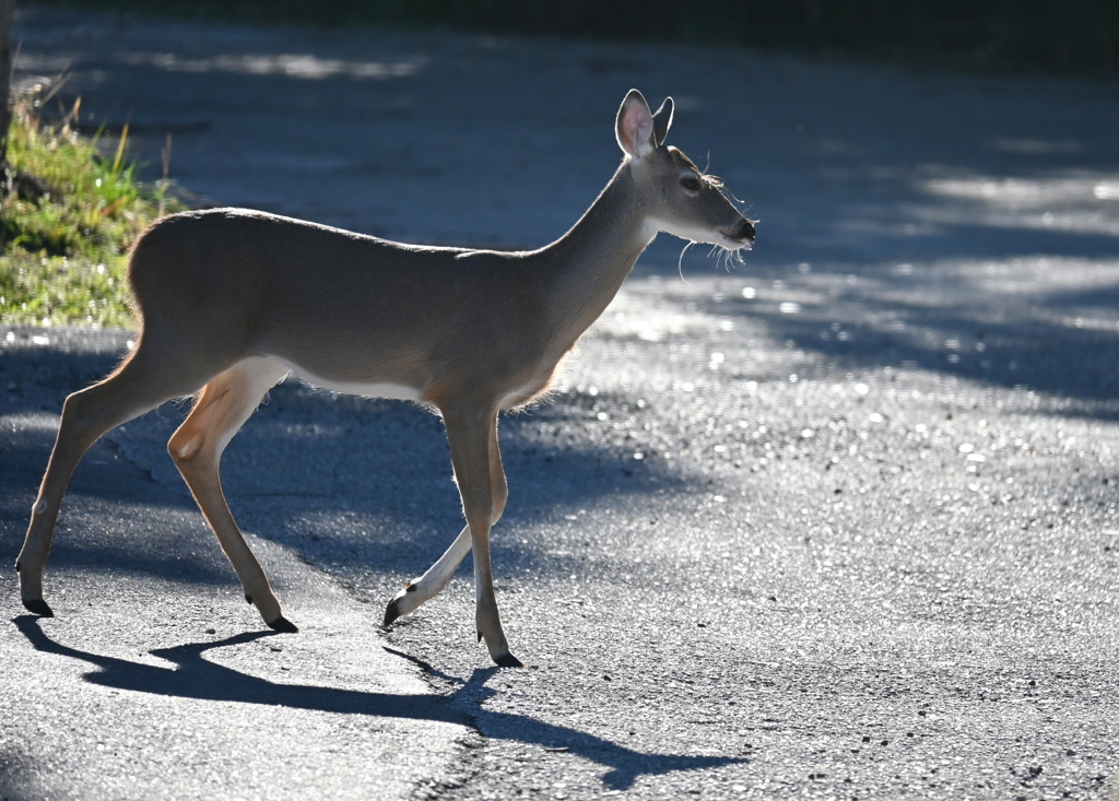 Young Florida White-Tailed Deer 10-15-25