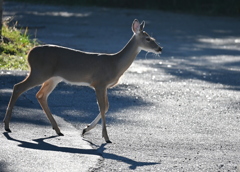 Young Florida White-Tailed Deer 10-15-25