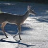Young Florida White-Tailed Deer 10-15-25