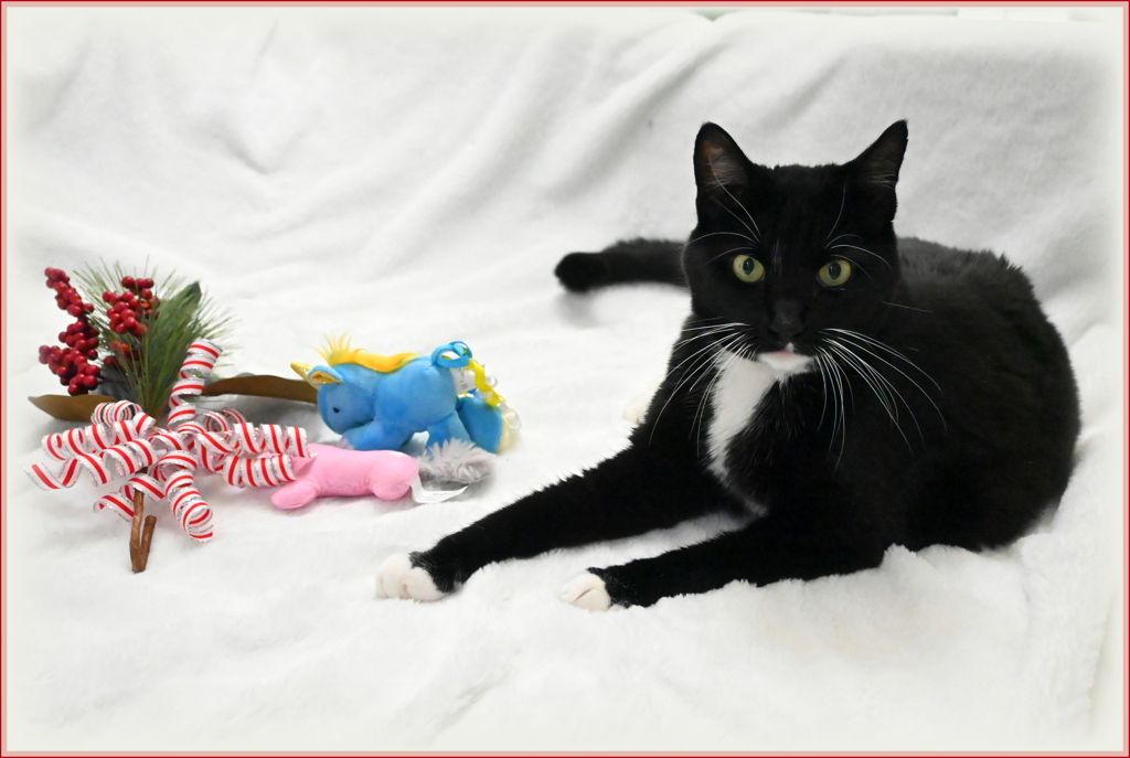 年賀状ボツ写真　12-30-25