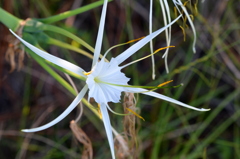 Mangrove Spiderlily II 8-30-25