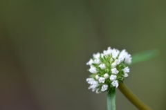 Borreria verticillata 6-5-25