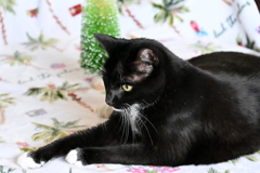 Christmas Photo Shoot 3 11-8-24