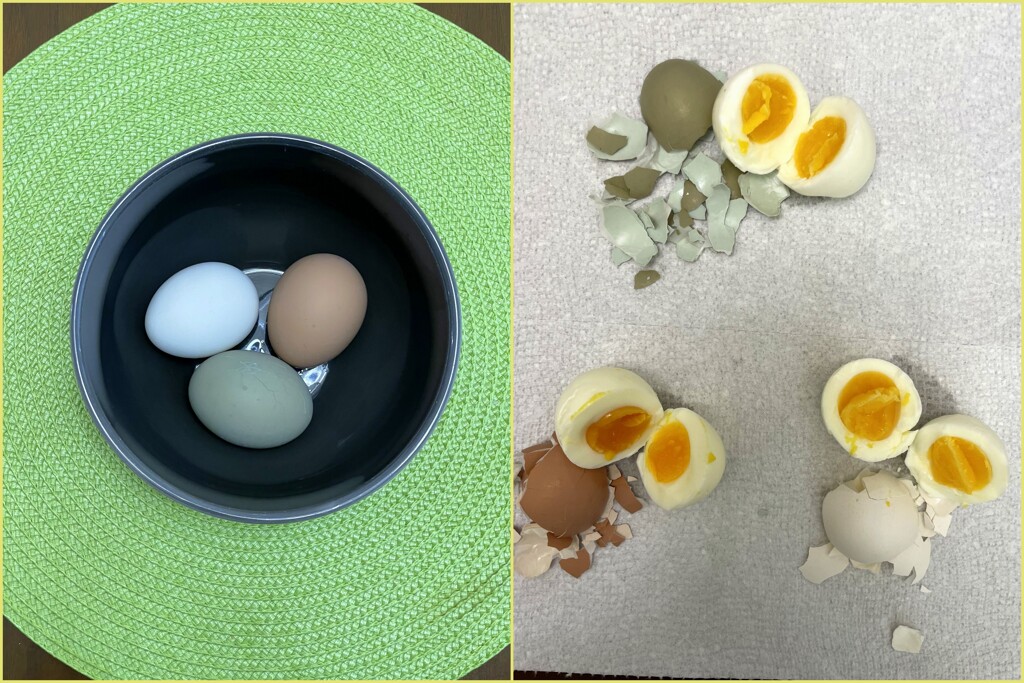 Midst of Egg Shortage 1-14-25