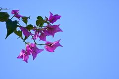 At Tree Trellises 12-16-25