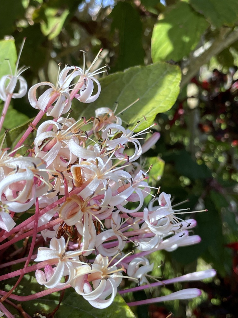 Fireworks Plant 3-17-24