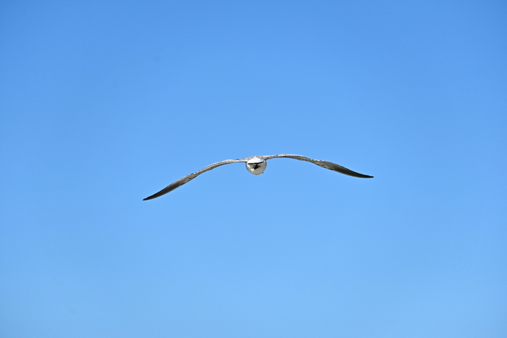 Flying 11-26-24