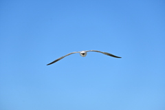 Flying 11-26-24