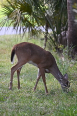 Tasty Grass  10-15-25