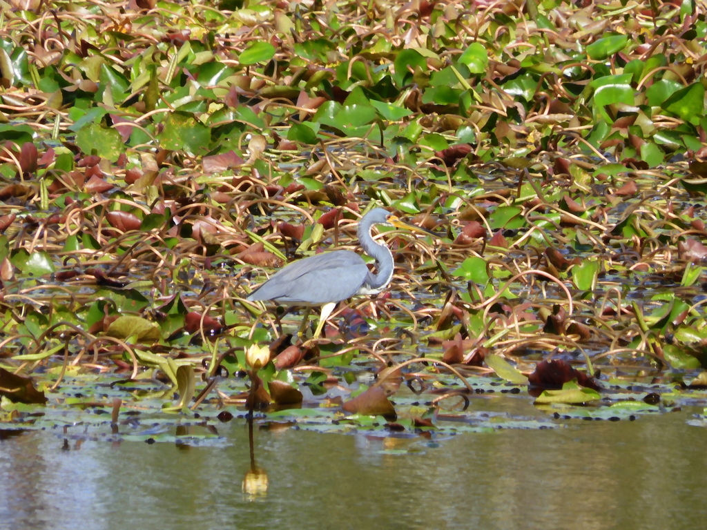Tricolor Heron 4 12-13-22