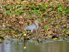 Tricolor Heron 4 12-13-22