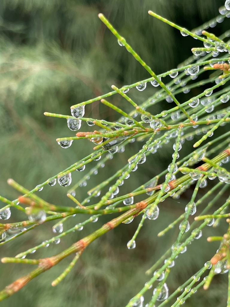 After Rain 12-26-23
