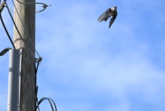 Blue Jay Flew 10-27-24