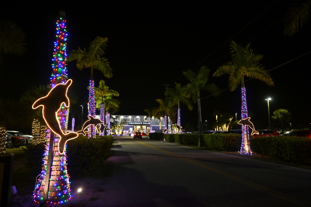 Jumping Dolphins 12-6-25