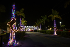 Jumping Dolphins 12-6-25