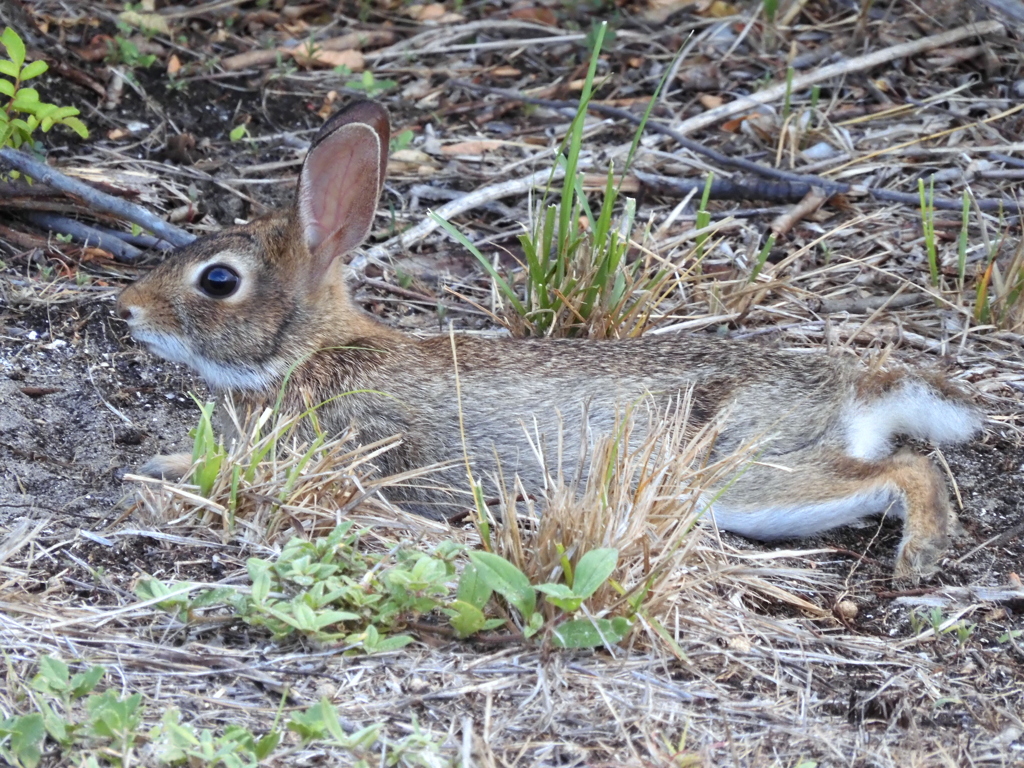 Eastern Cottontail II 7-16-23