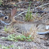 Eastern Cottontail II 7-16-23