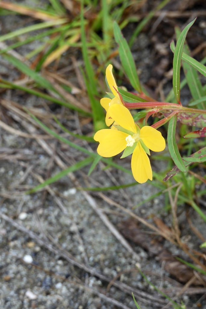 Mexican Primrose-Willow I 10-14-23