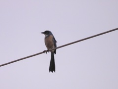 Florida Scrub Jay 8-29-23