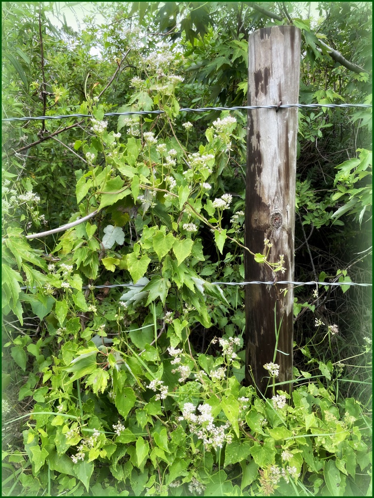 With a Fence 6-5-25