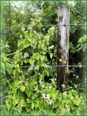 With a Fence 6-5-25