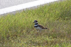 Killdeer III 7-16-23